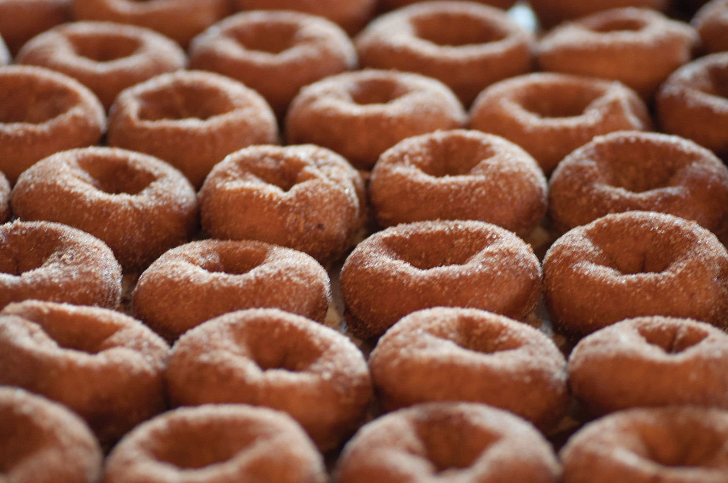 a tray of Harbes signature apple cider donuts, made fresh daily
