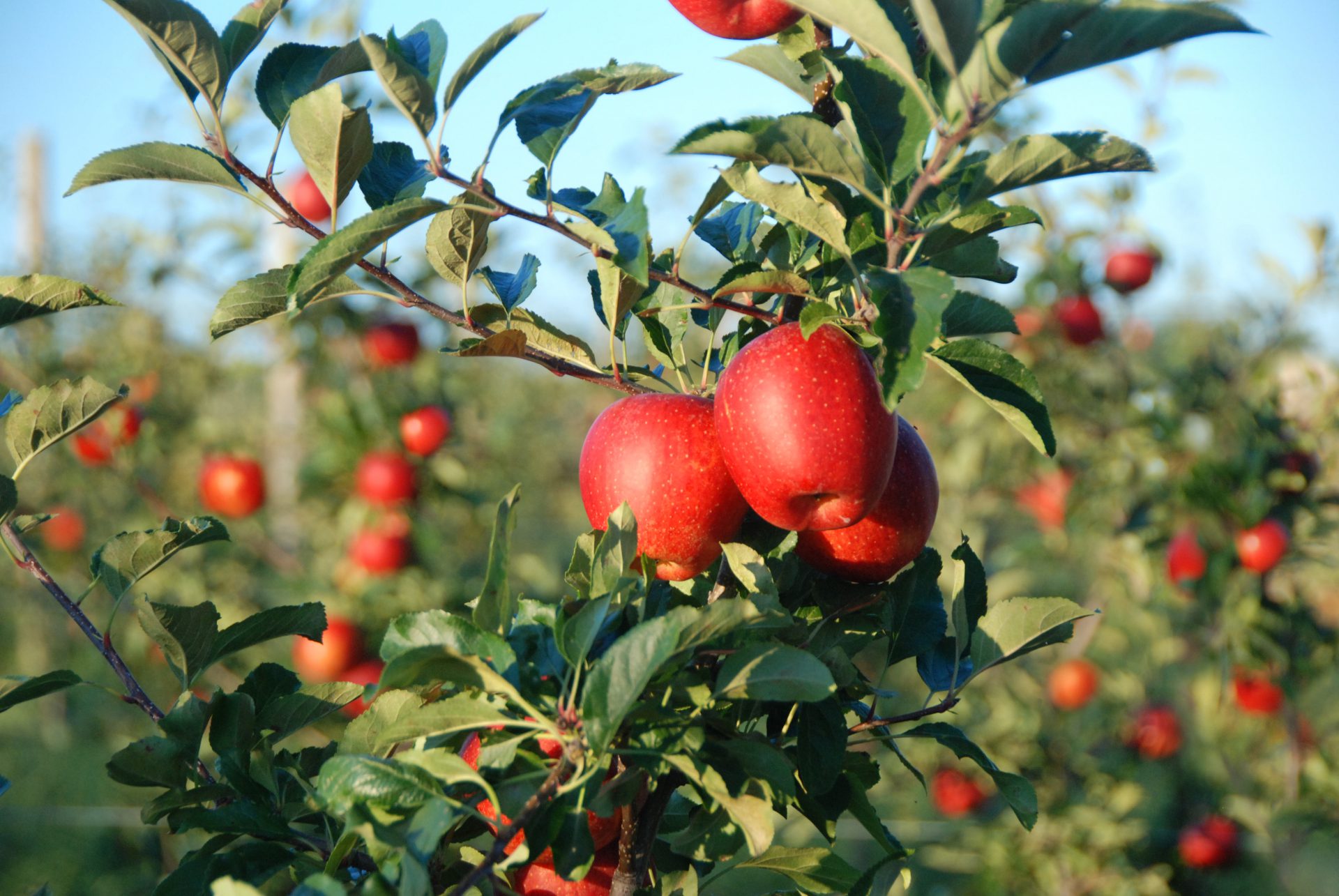 apples growing on apple tree branch