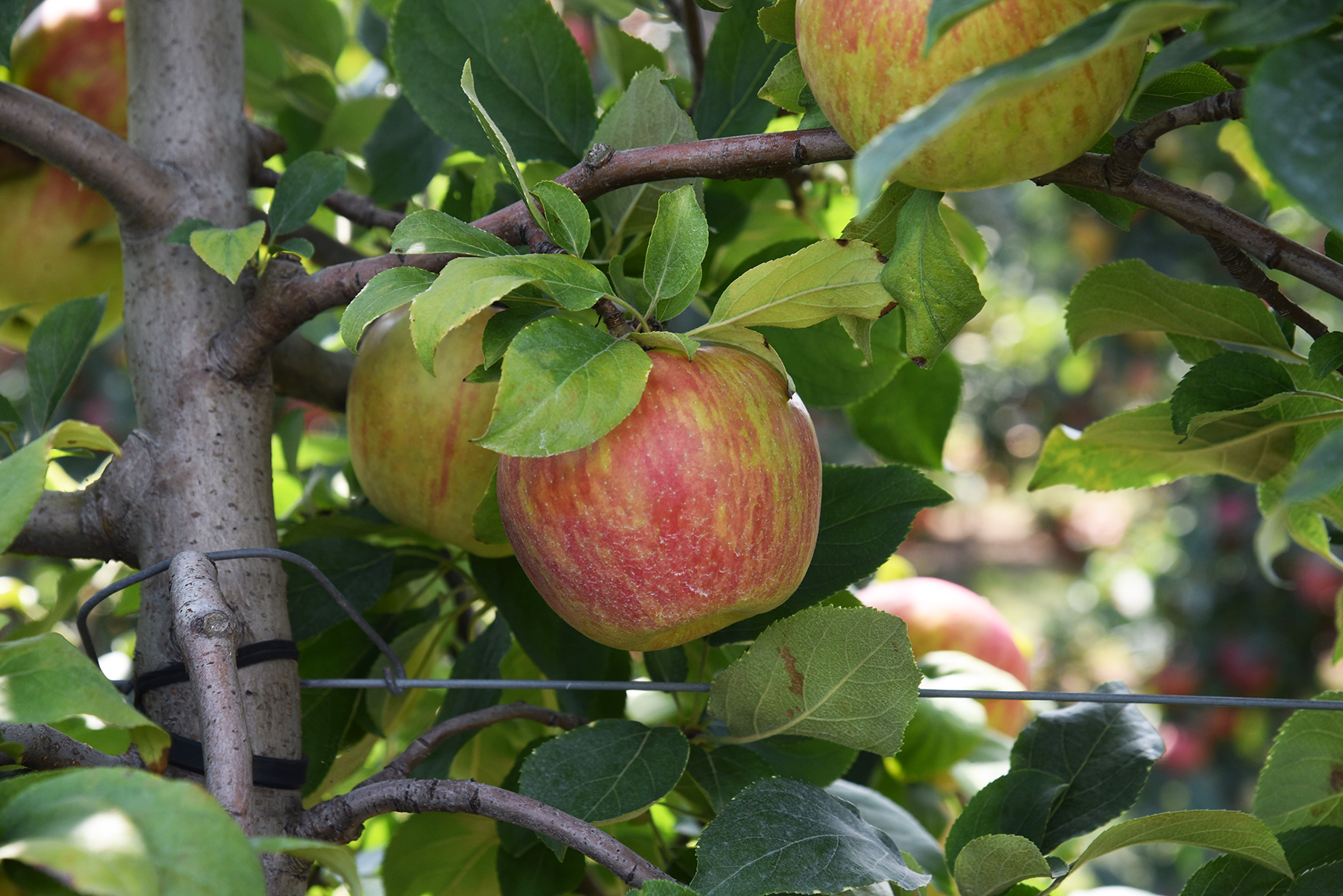 honey crisp apples growing on apple tree